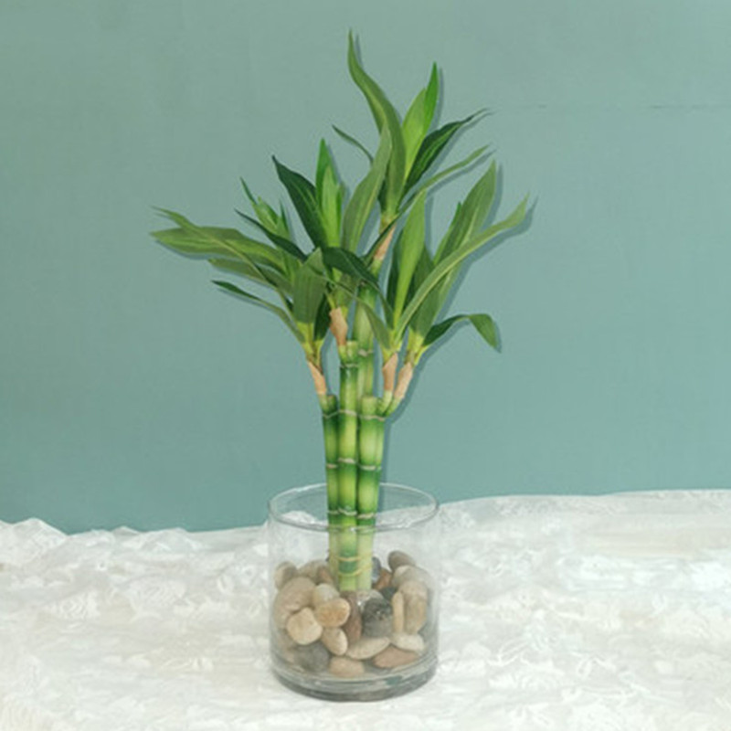 Succulent Set - Neue 40cm Künstliche Glücksbambus-Sukkulentenpflanze, Grüne Topfpflanze