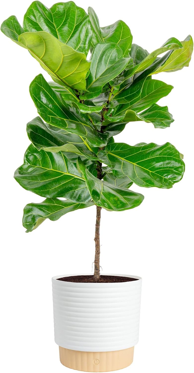 Fiddle Leaf Fig - Fiddle-Leaf-Fig-Baum, lebende Zimmerpflanze für den Innenbereich,