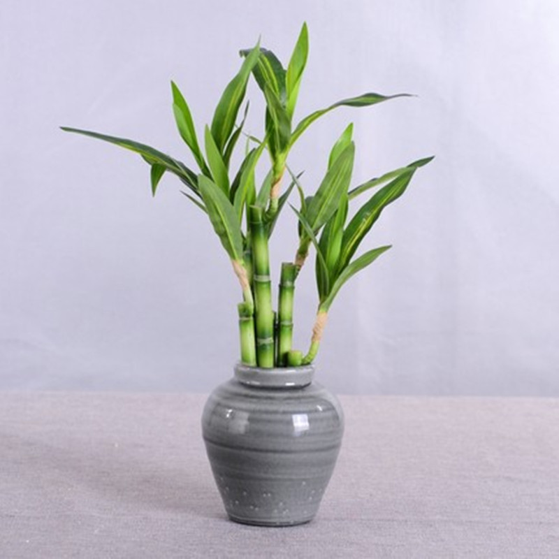 Neue 40cm Künstliche Glücksbam – Succulent Set Bewertung und Preis