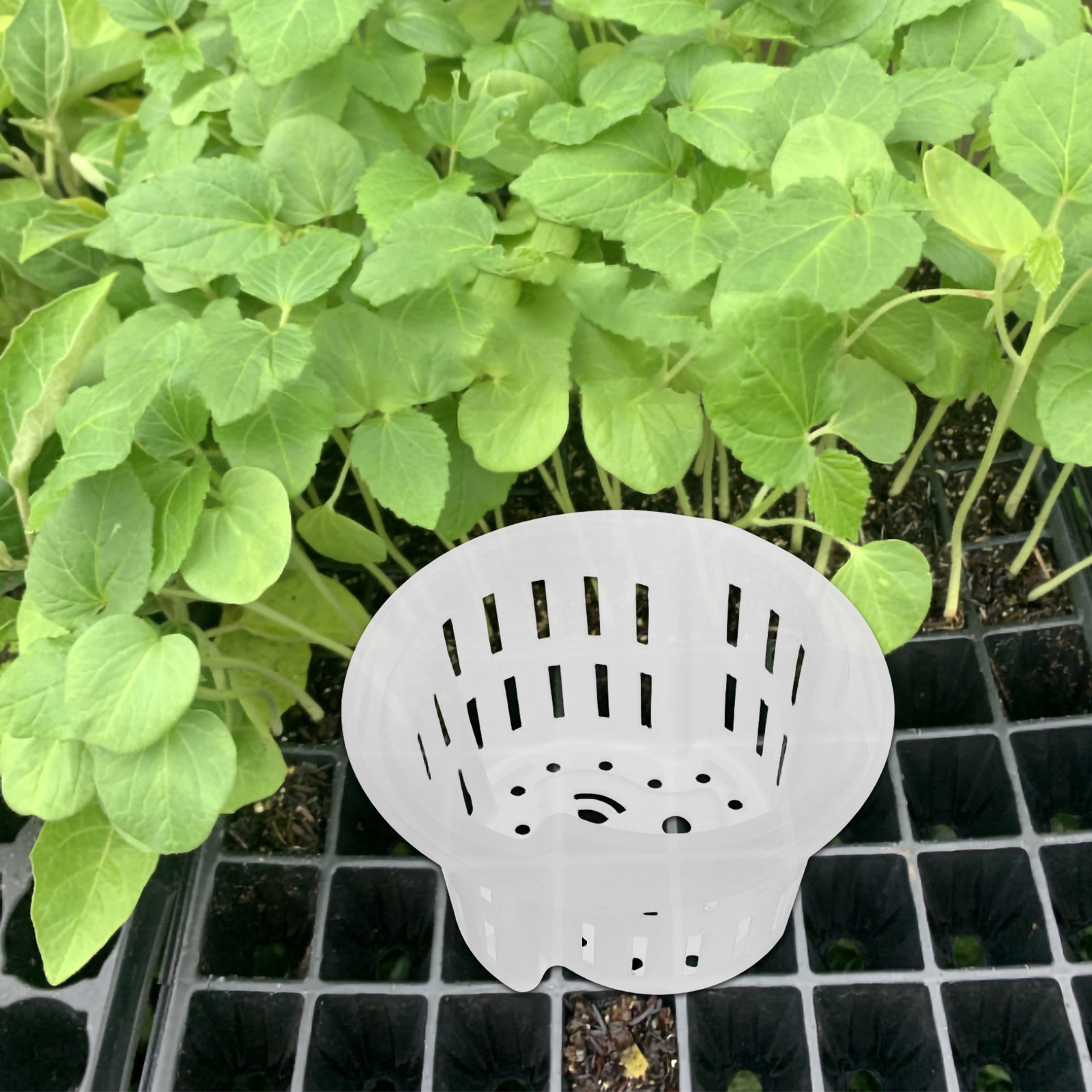 4 Stück Hydroponische Gemüsean – Plant Pot Bewertung und Preis