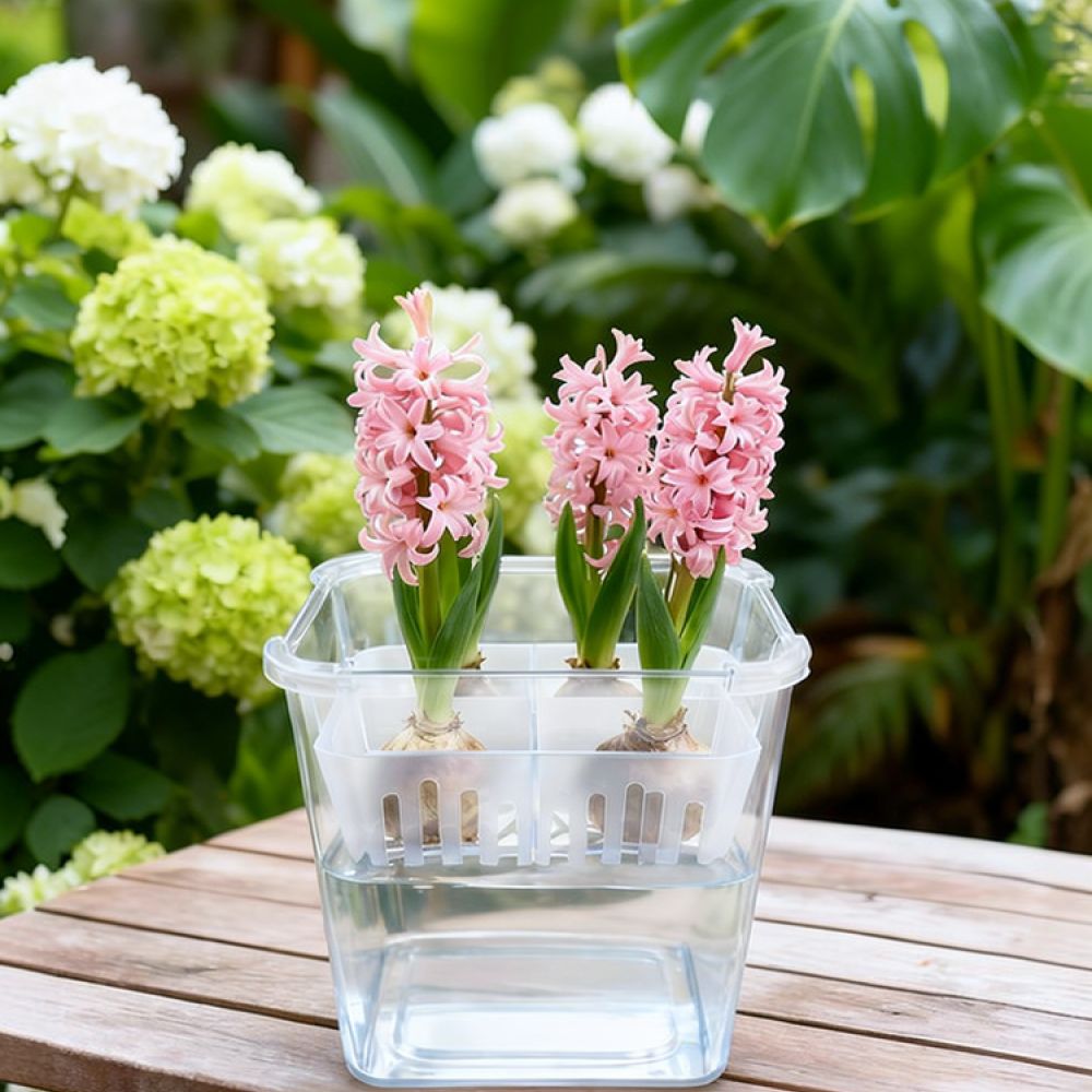 Hydroponische Vase für Tulpen- – Plant Pot Bewertung und Preis