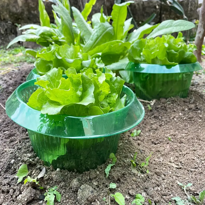 Pflanzen Slug Schutz Ringe Gem – Terracotta Pot Bewertung und Preis
