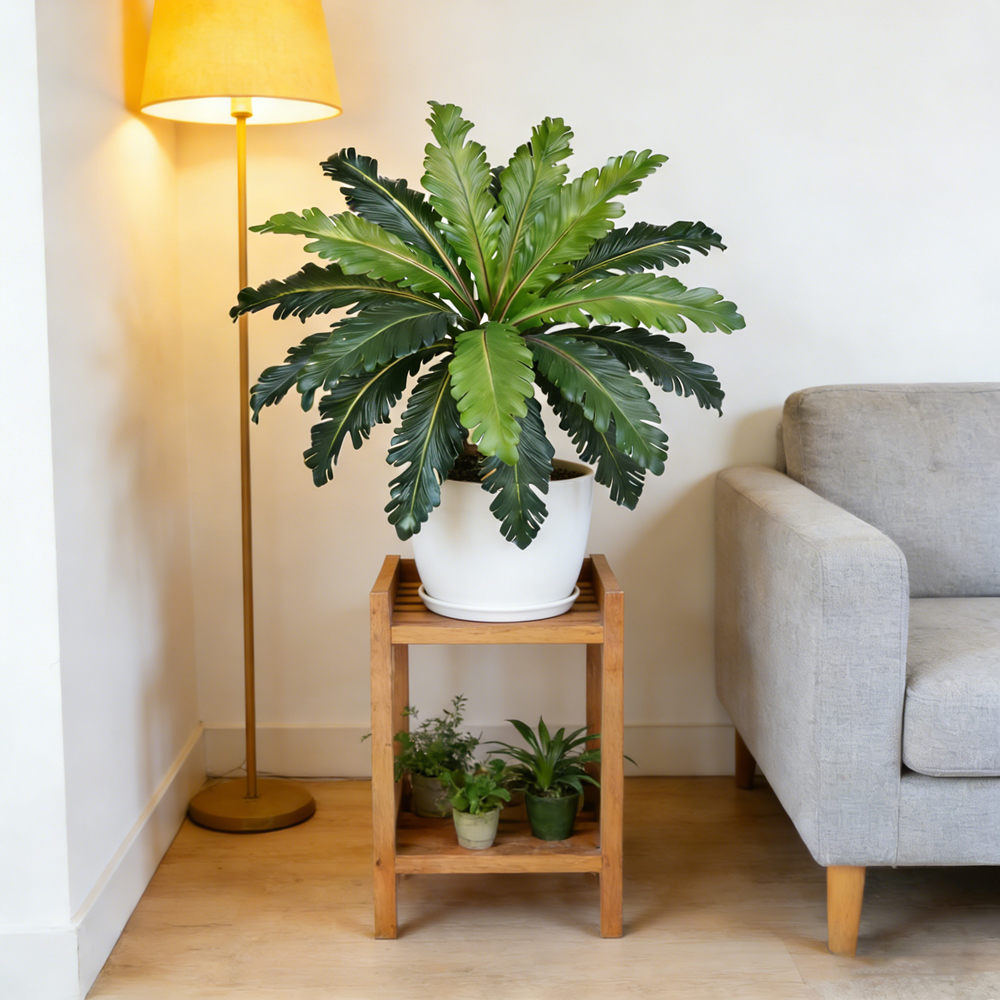 45-50cm Tropische Künstliche P – Snake Plant Bewertung und Preis