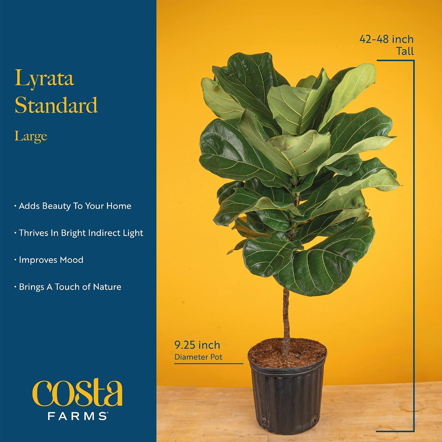 Fiddle-Leaf-Fig-Baum, lebende  – Fiddle Leaf Fig Bewertung und Preis